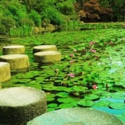 water-lillies-in-japan-jeanne-travels at home, AT HOME before it was a thing…