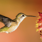 jeanne-blasberg-graced-by-hummingbird