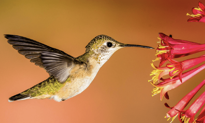 sylvia plath, Graced by the Hummingbird: Sylvia Plath’s Legacy