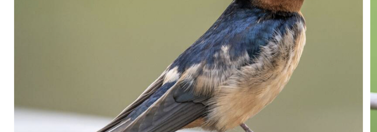 listening, The Listening