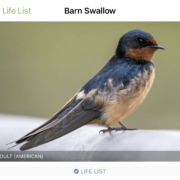 Barn Swallow