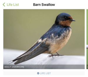 listening, The Listening