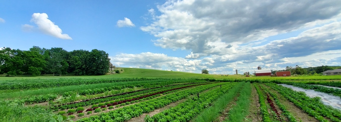 harvest, The Harvest
