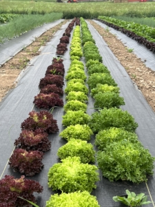 dis-ease, The Dis-ease