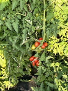 dis-ease, The Dis-ease