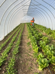 flynn-creek-farm-planting-season-greenhouse-rows