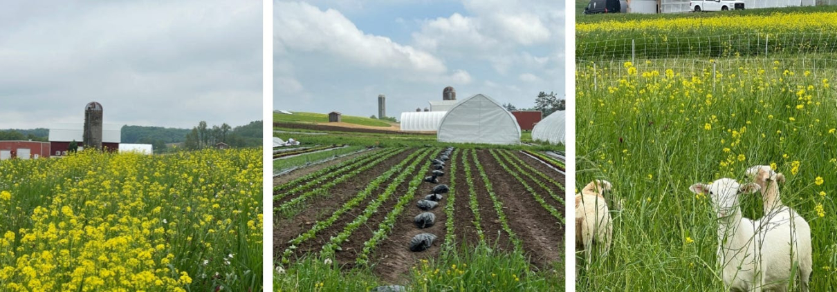 farm lexicon, Learning a New Language: The Lexicon of the Farm