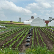 flynn-creek-farm-fields-crops-sheep-lexicon-of-the-farm , The People