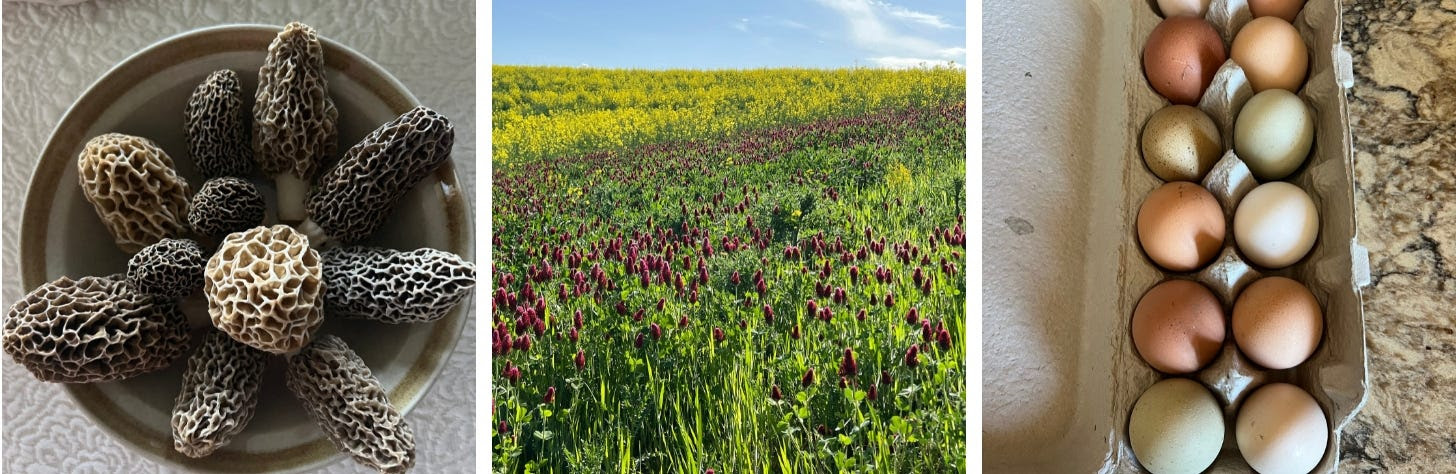 Three images: brown oblong morel mushrooms in a bowl, a bright green field and feel red-purple flowers, a dozen eggs in different colors in a cardboard egg carton