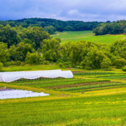 jeanne-blasberg-flynn-creek-farm-produce-field