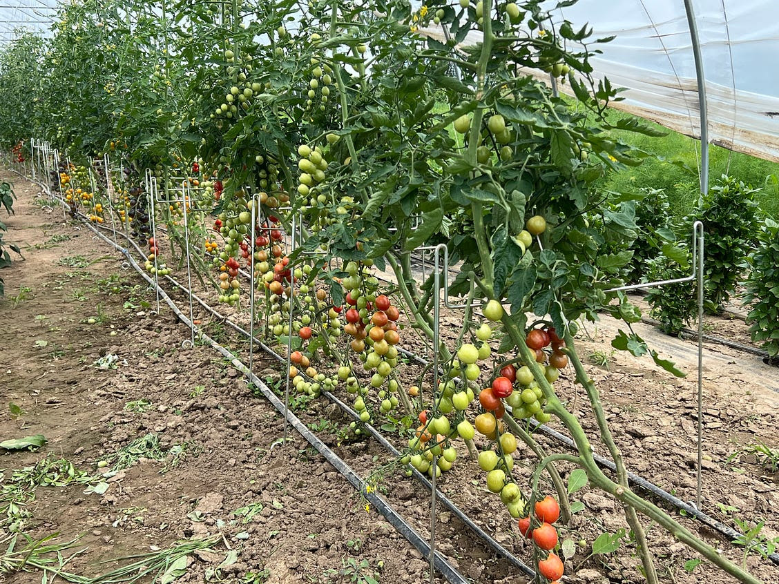 flynn-creek-carm-wisconsin-organic-regenerative-agriculture-farming-tomatoes